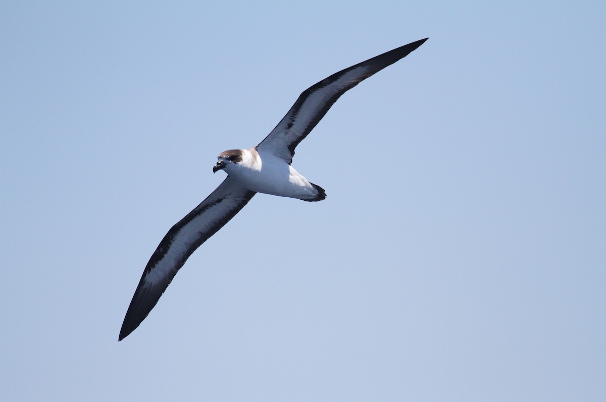 Black-capped Petrel - naomi h