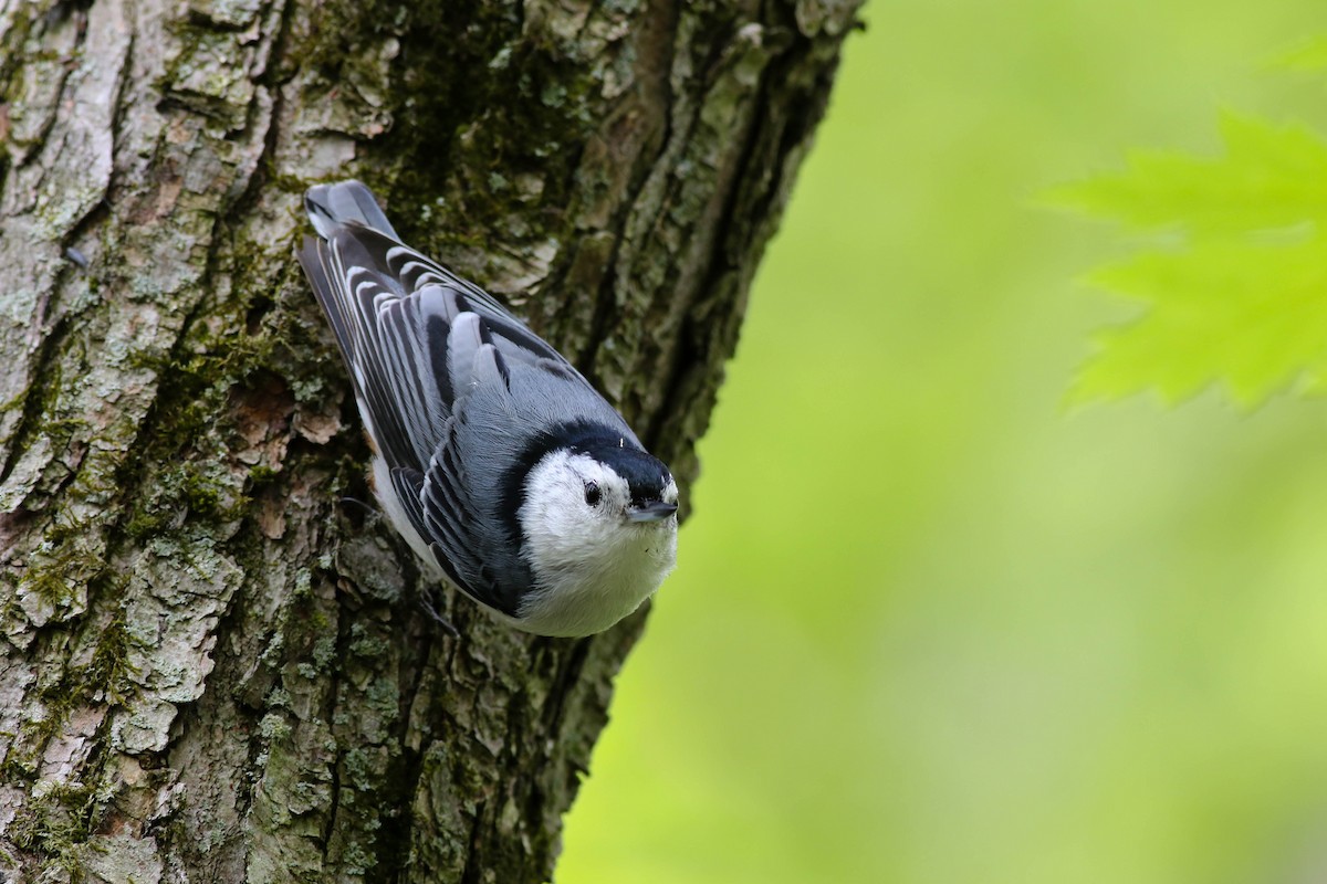 White-breasted Nuthatch - François Rivet