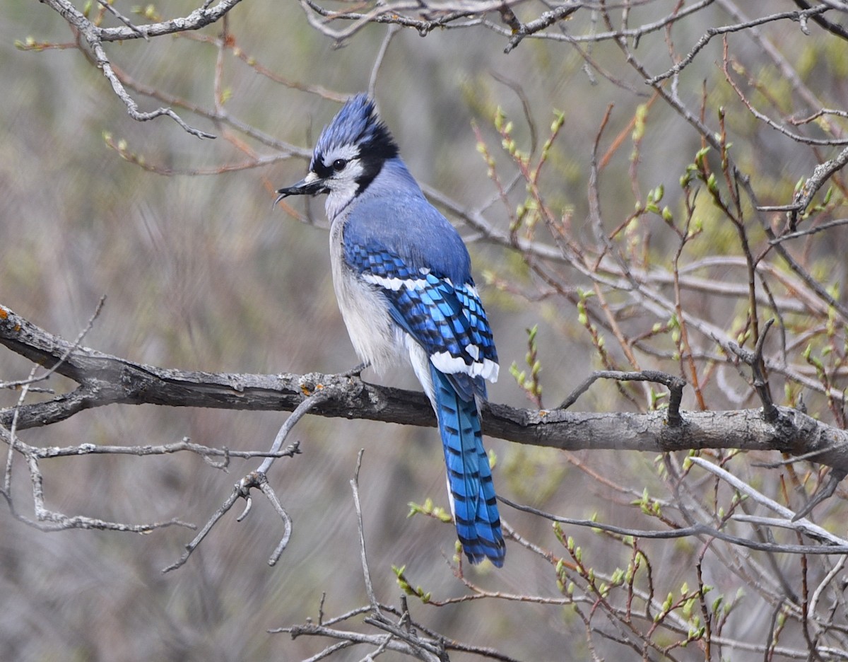 Blue Jay - D & I Fennell
