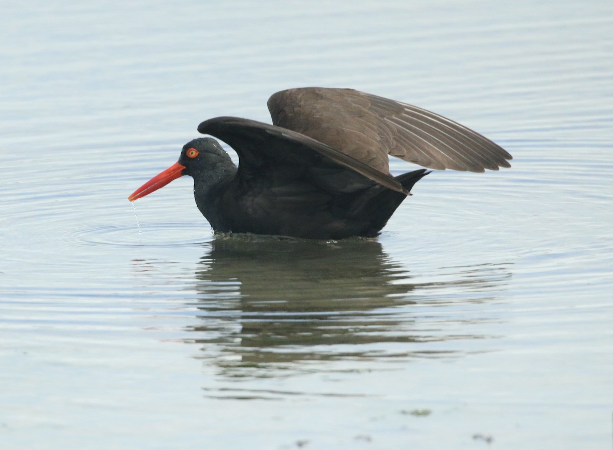 Black Oystercatcher - Paul Saraceni