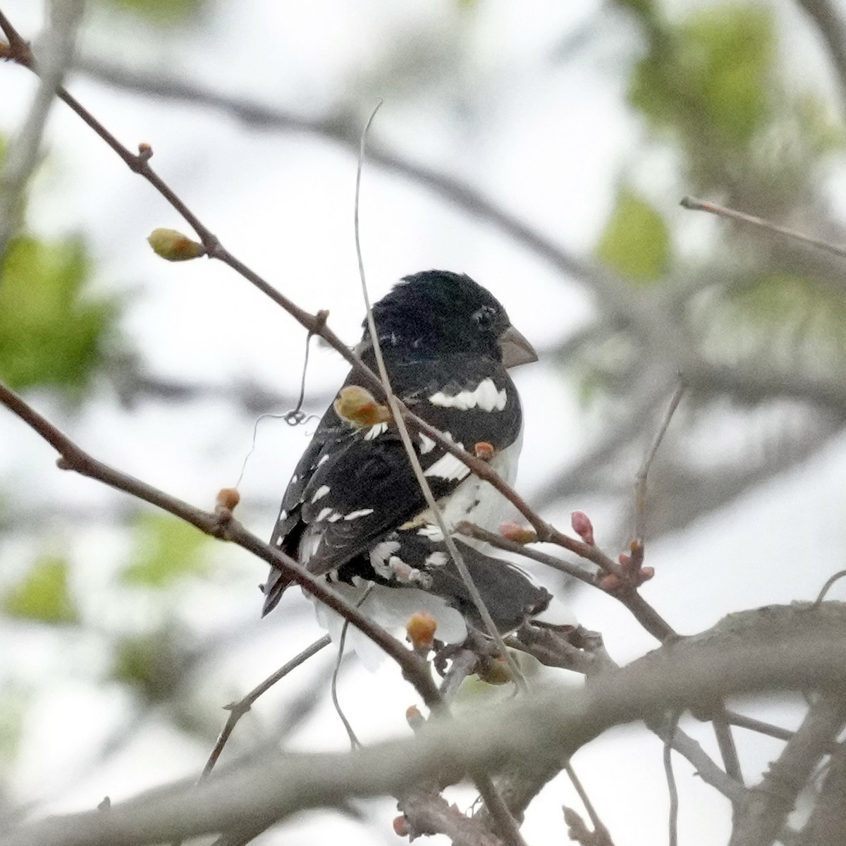 Rose-breasted Grosbeak - Thomas Burns