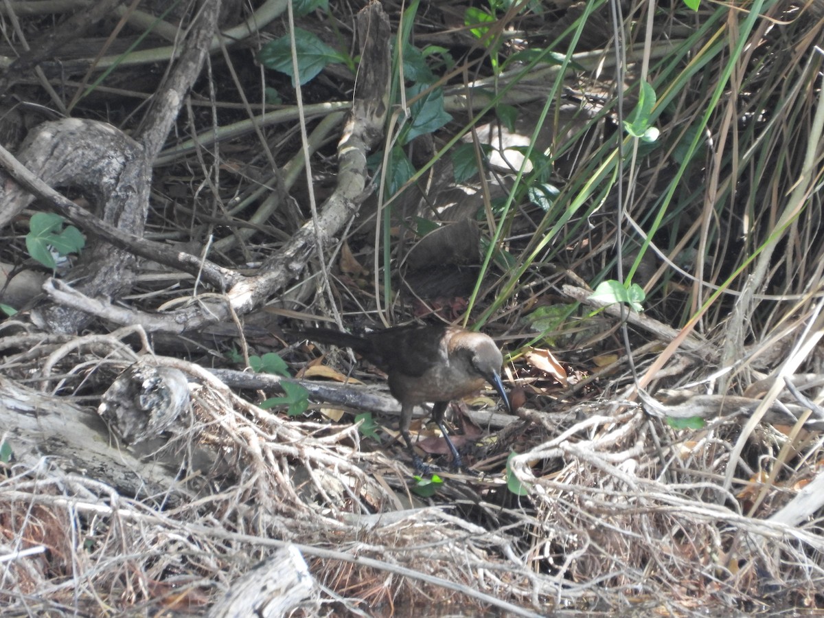 Boat-tailed Grackle - ML619420138