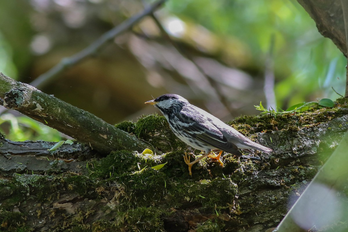 Blackpoll Warbler - François Rivet