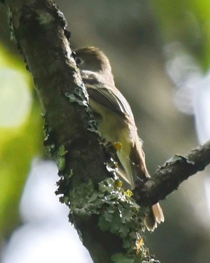 Least Flycatcher - Barb and Lynn