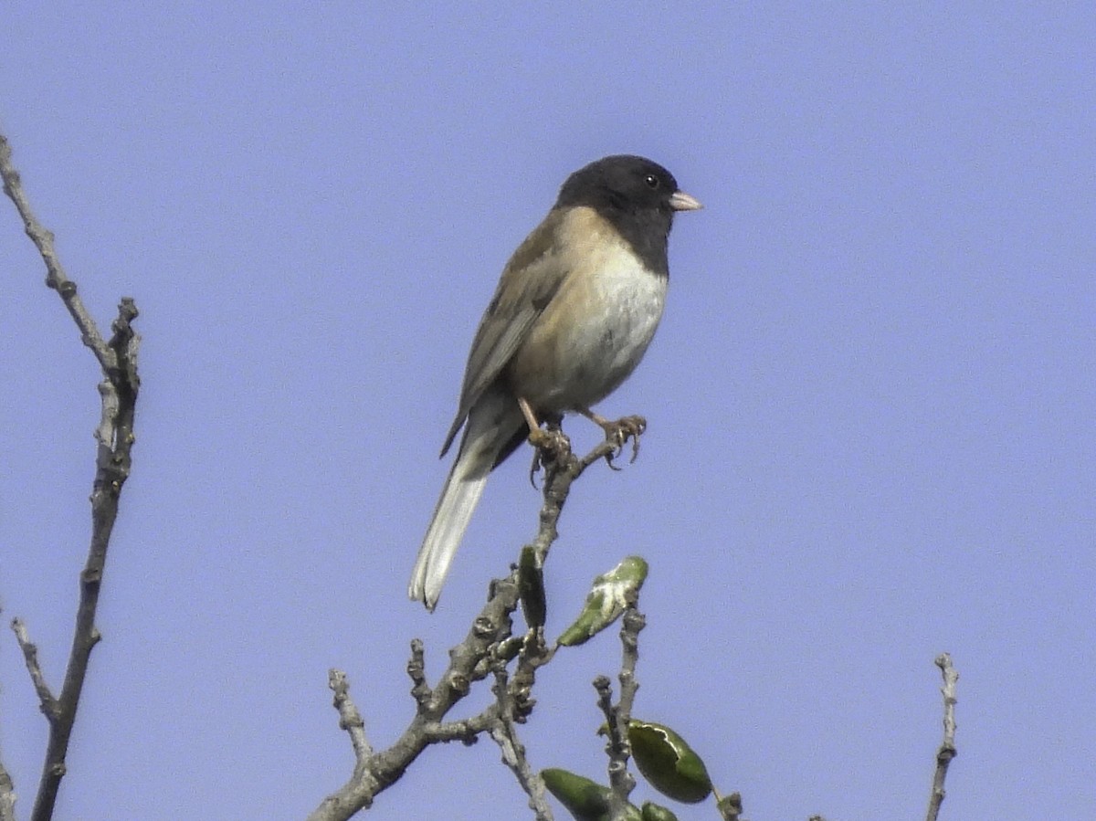 Dark-eyed Junco (Oregon) - Astrid Taen