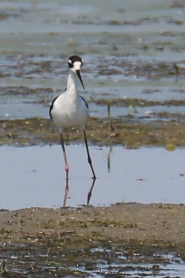 Black-necked Stilt - Jennifer Allison