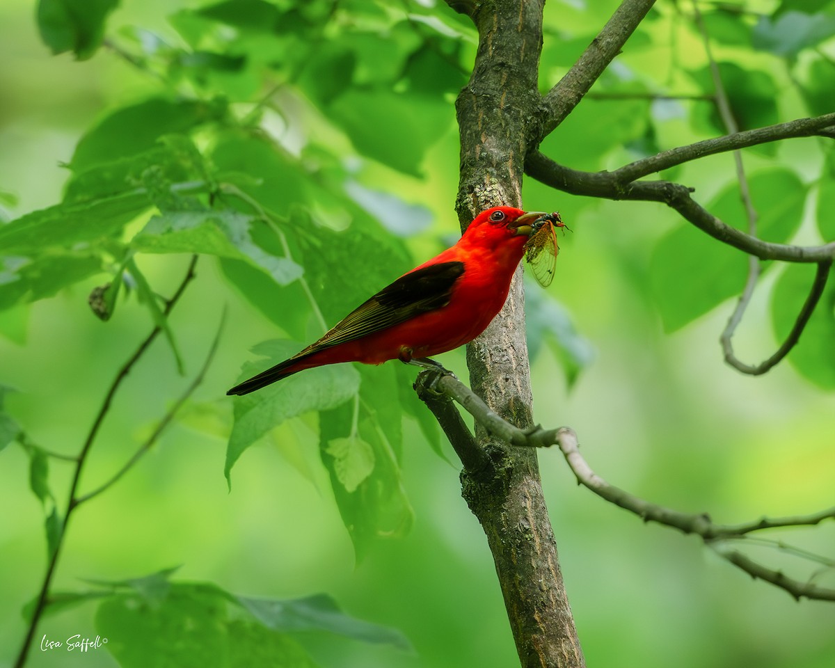 Scarlet Tanager - ML619420184