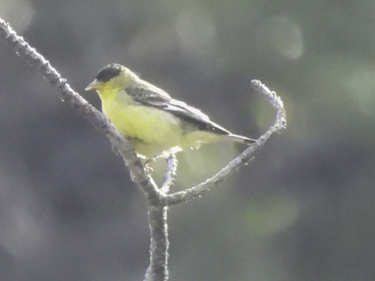 Lesser Goldfinch - Astrid Taen