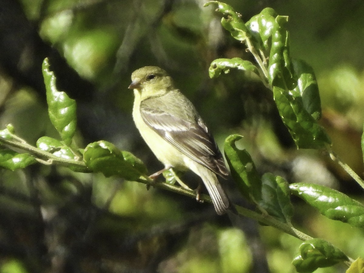 Lesser Goldfinch - Astrid Taen