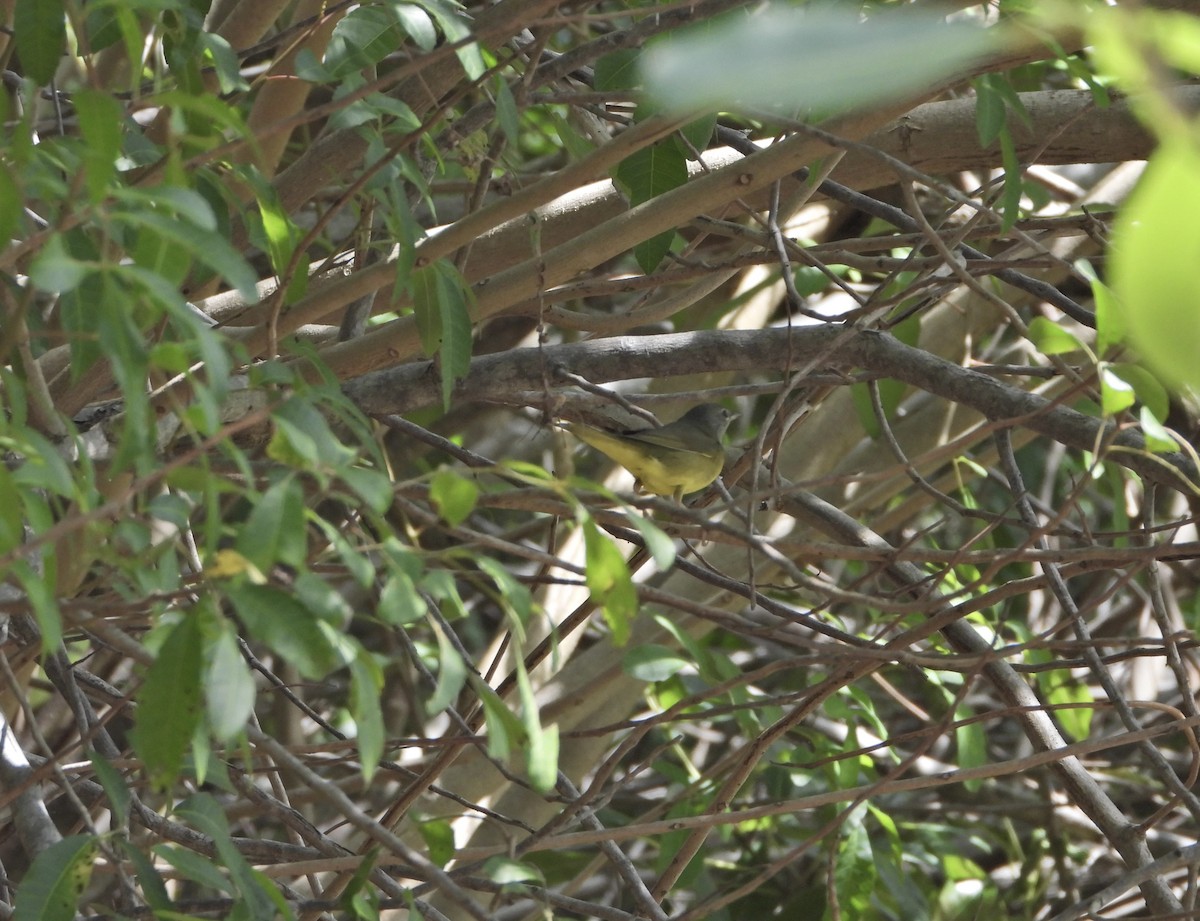 Connecticut Warbler - Martha Cartwright