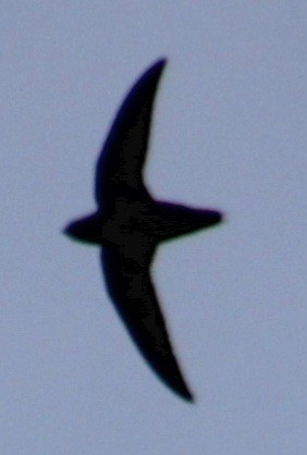 Chimney Swift - Samuel Harris