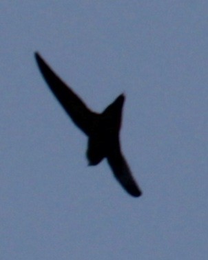 Chimney Swift - Samuel Harris