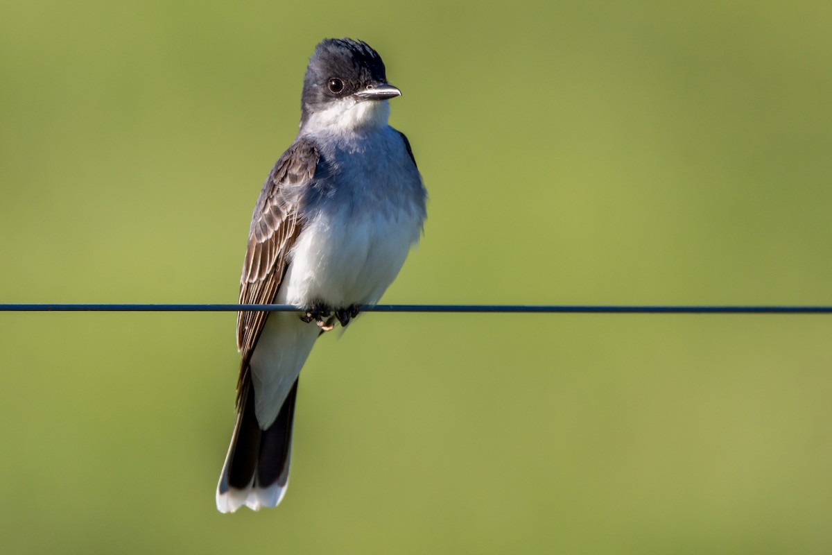 Eastern Kingbird - Tom Baker