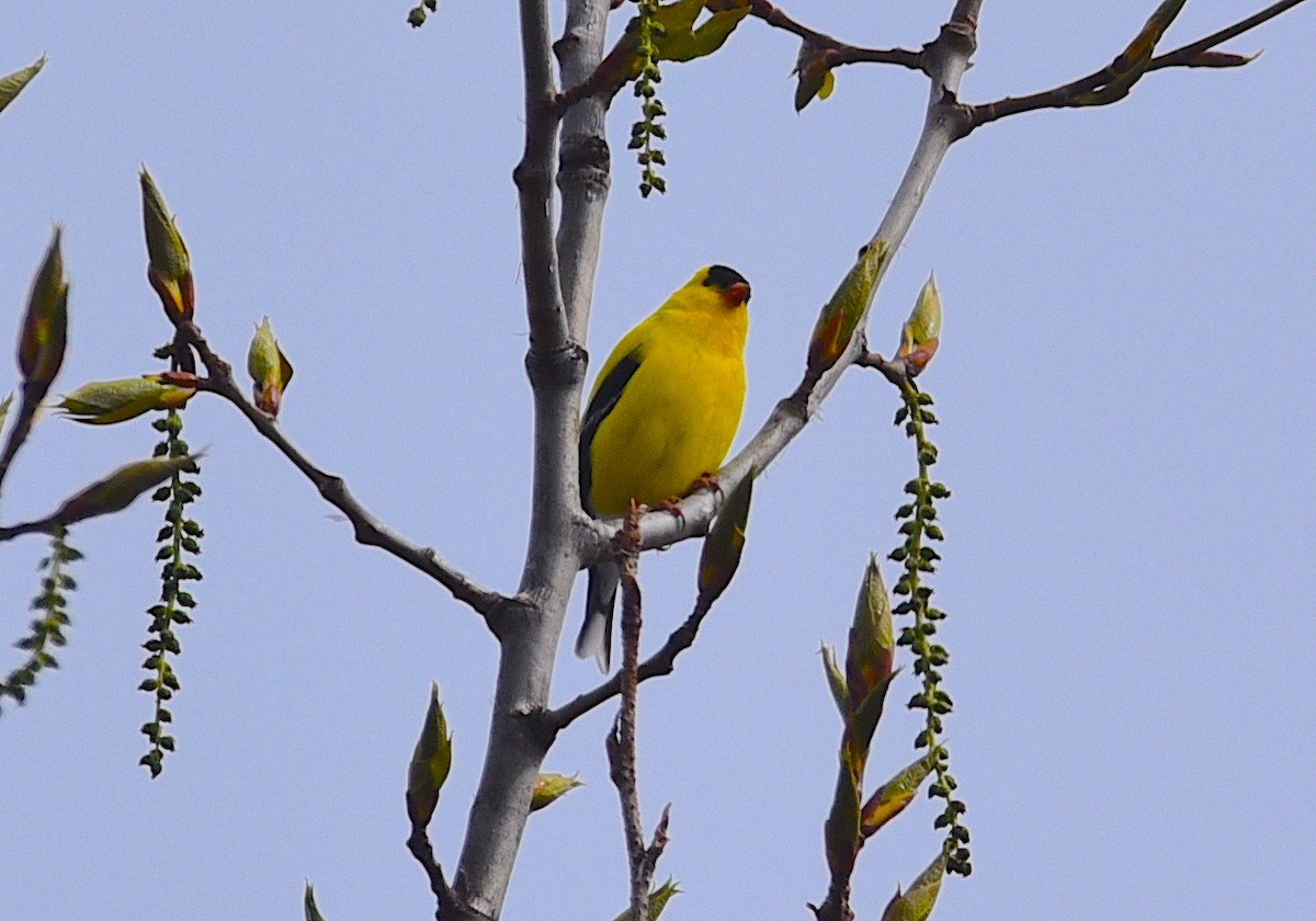 American Goldfinch - D & I Fennell