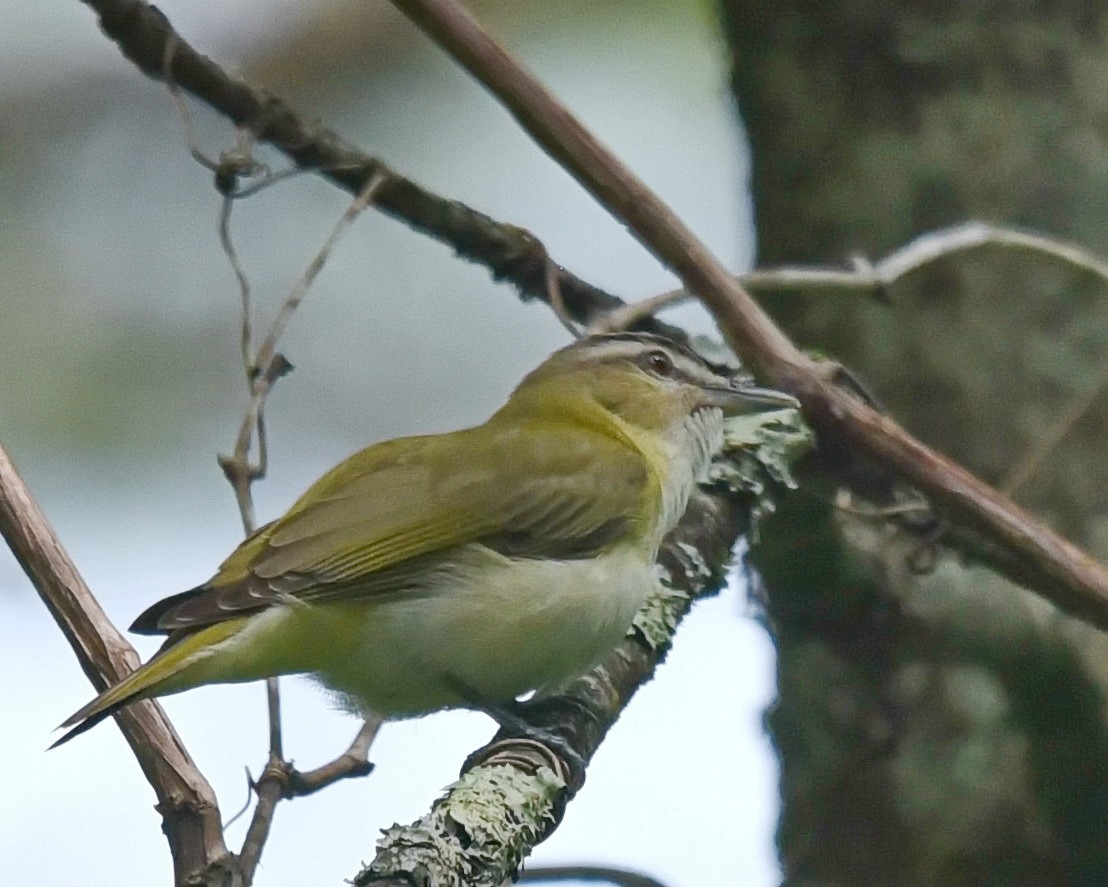 Red-eyed Vireo - Barb and Lynn