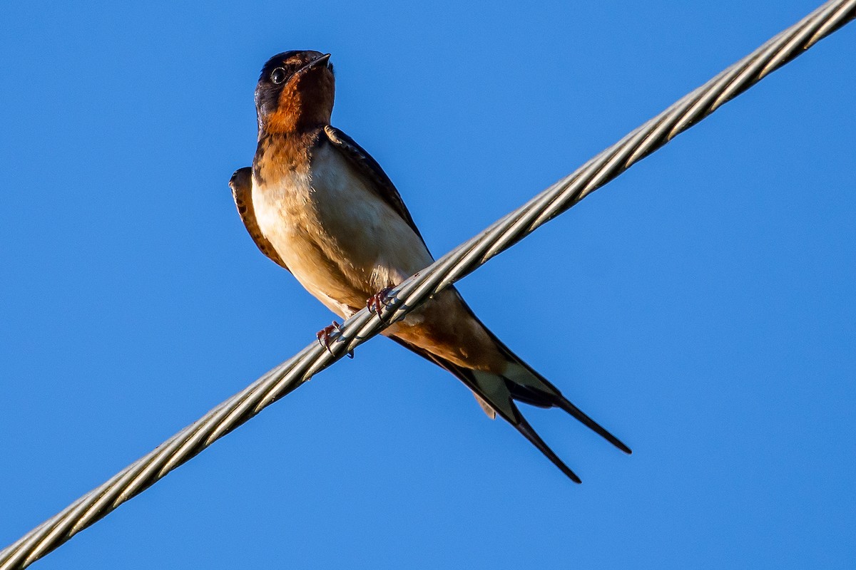 Barn Swallow - Tom Baker