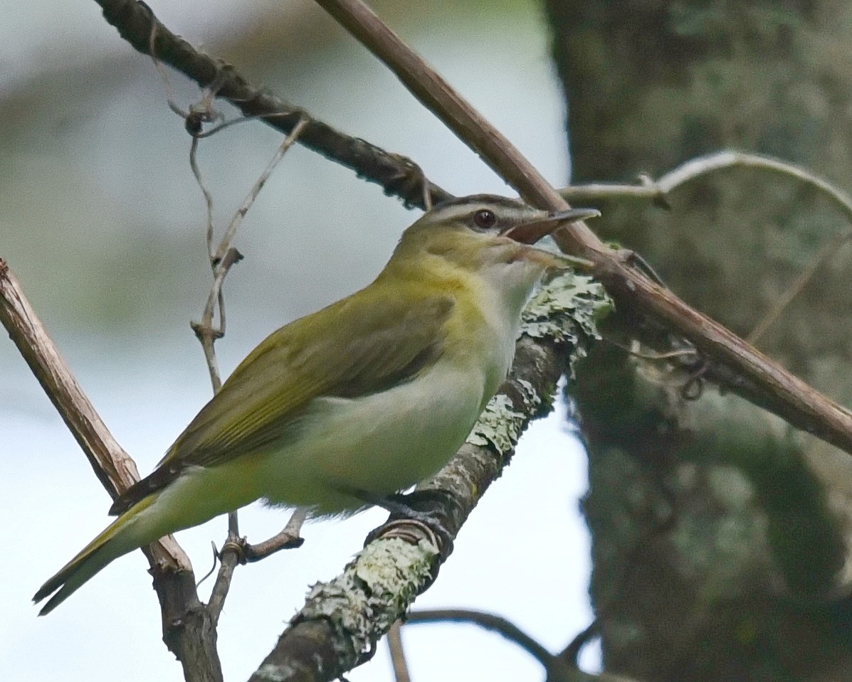 Red-eyed Vireo - Barb and Lynn