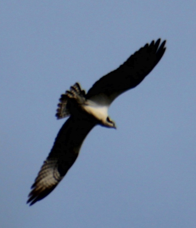 Osprey (carolinensis) - Samuel Harris