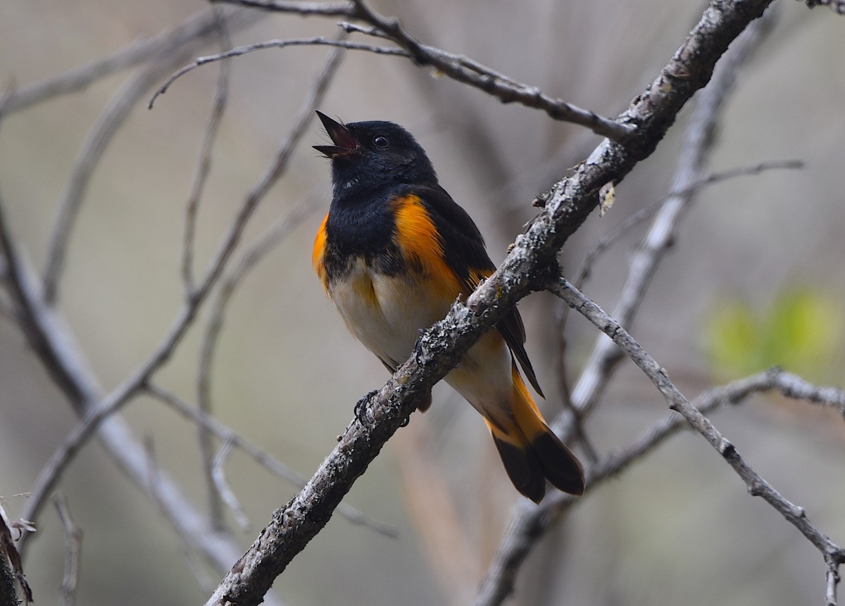 American Redstart - D & I Fennell