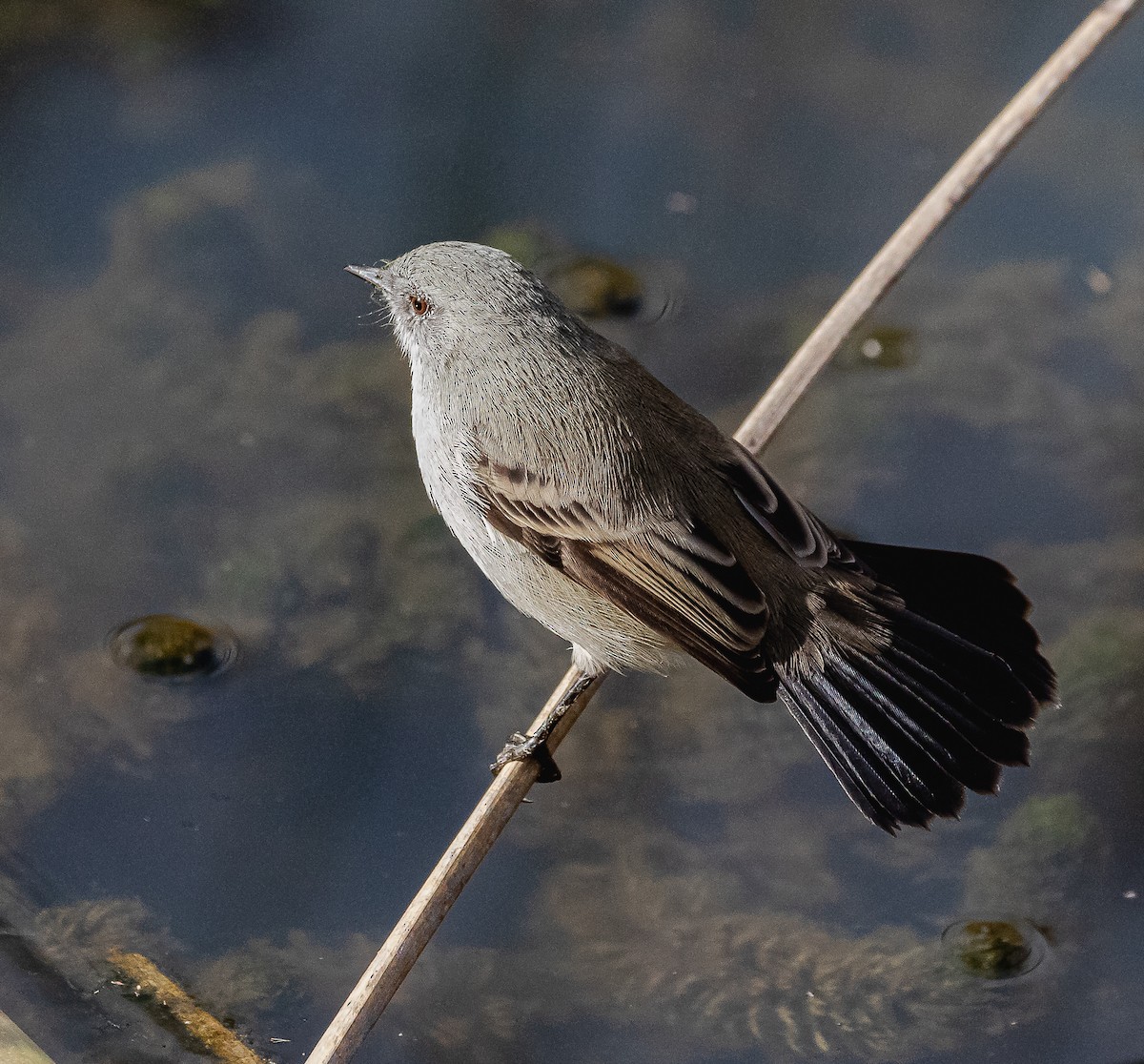 Sooty Tyrannulet - Patricia Bein