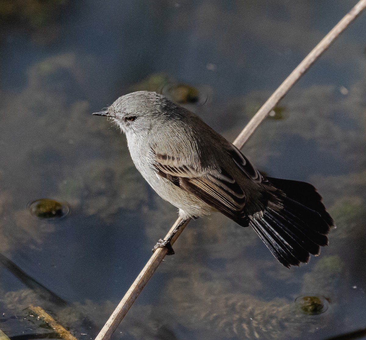 Sooty Tyrannulet - Patricia Bein