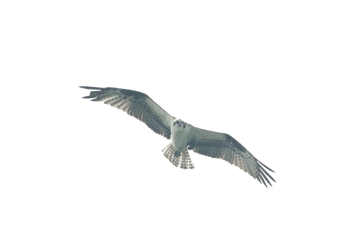 Águila Pescadora - ML619420274