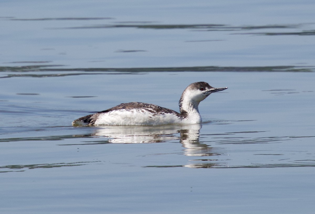 Red-throated Loon - ML619420277