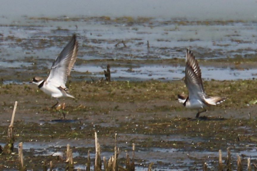 Semipalmated Plover - Jennifer Allison