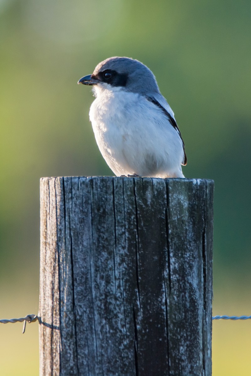 Loggerhead Shrike - Tom Baker