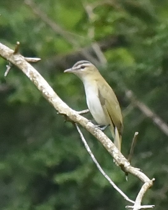 Red-eyed Vireo - Barb and Lynn