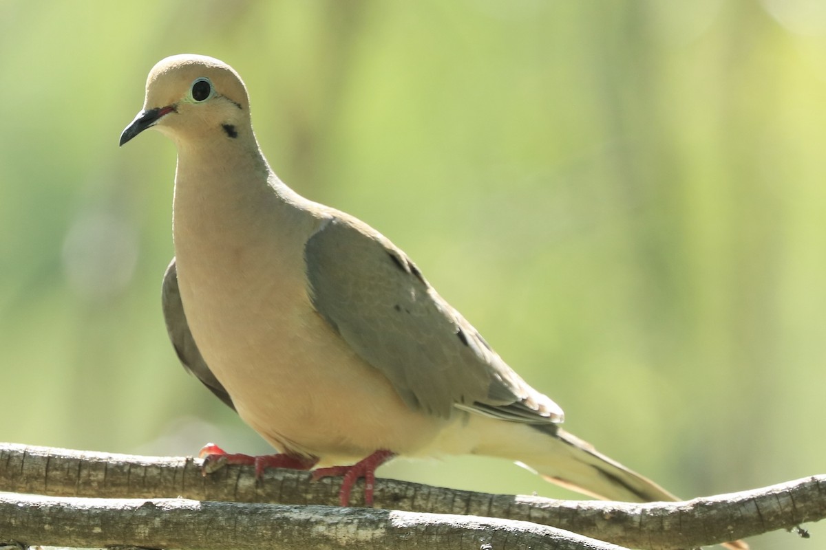 Mourning Dove - Debbie Zelkowitz