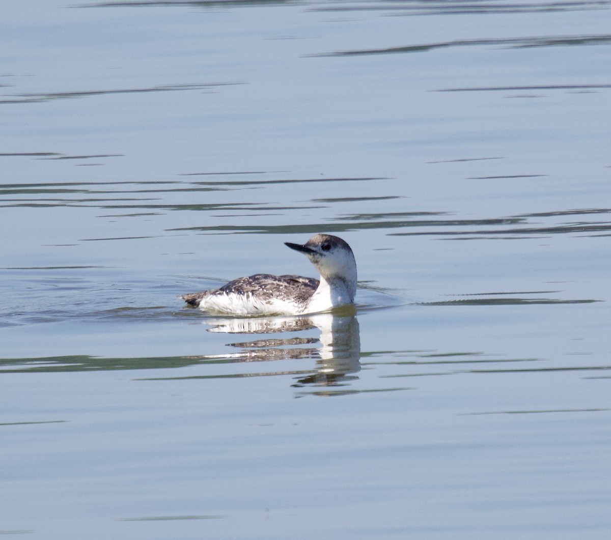 Red-throated Loon - ML619420304