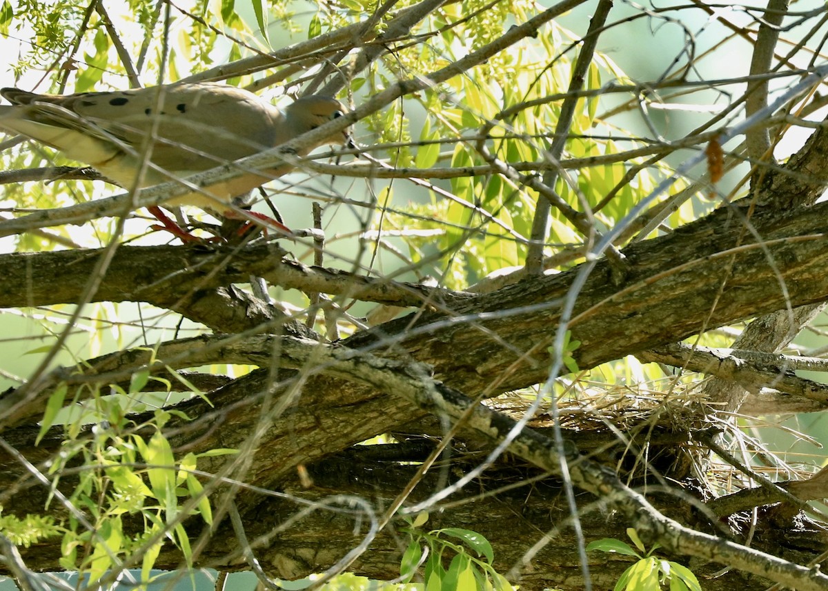 Mourning Dove - Debbie Zelkowitz