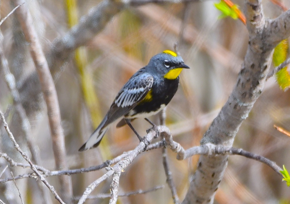 Yellow-rumped Warbler - D & I Fennell