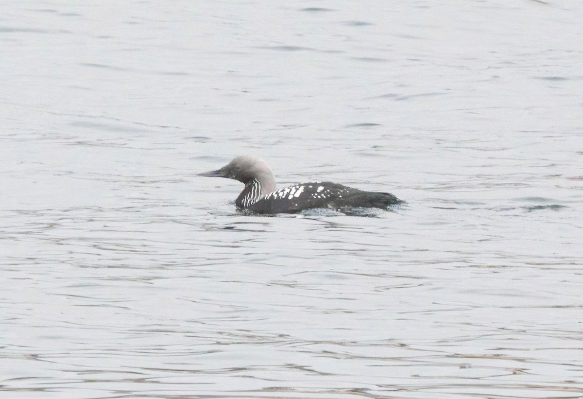 Pacific Loon - John Scharpen