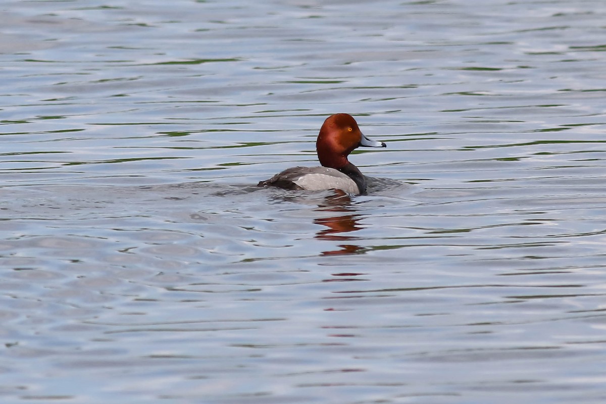 Redhead - François Rivet