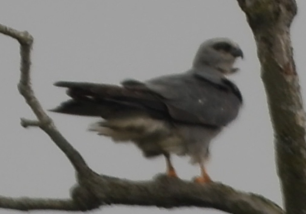 Mississippi Kite - ML619420334