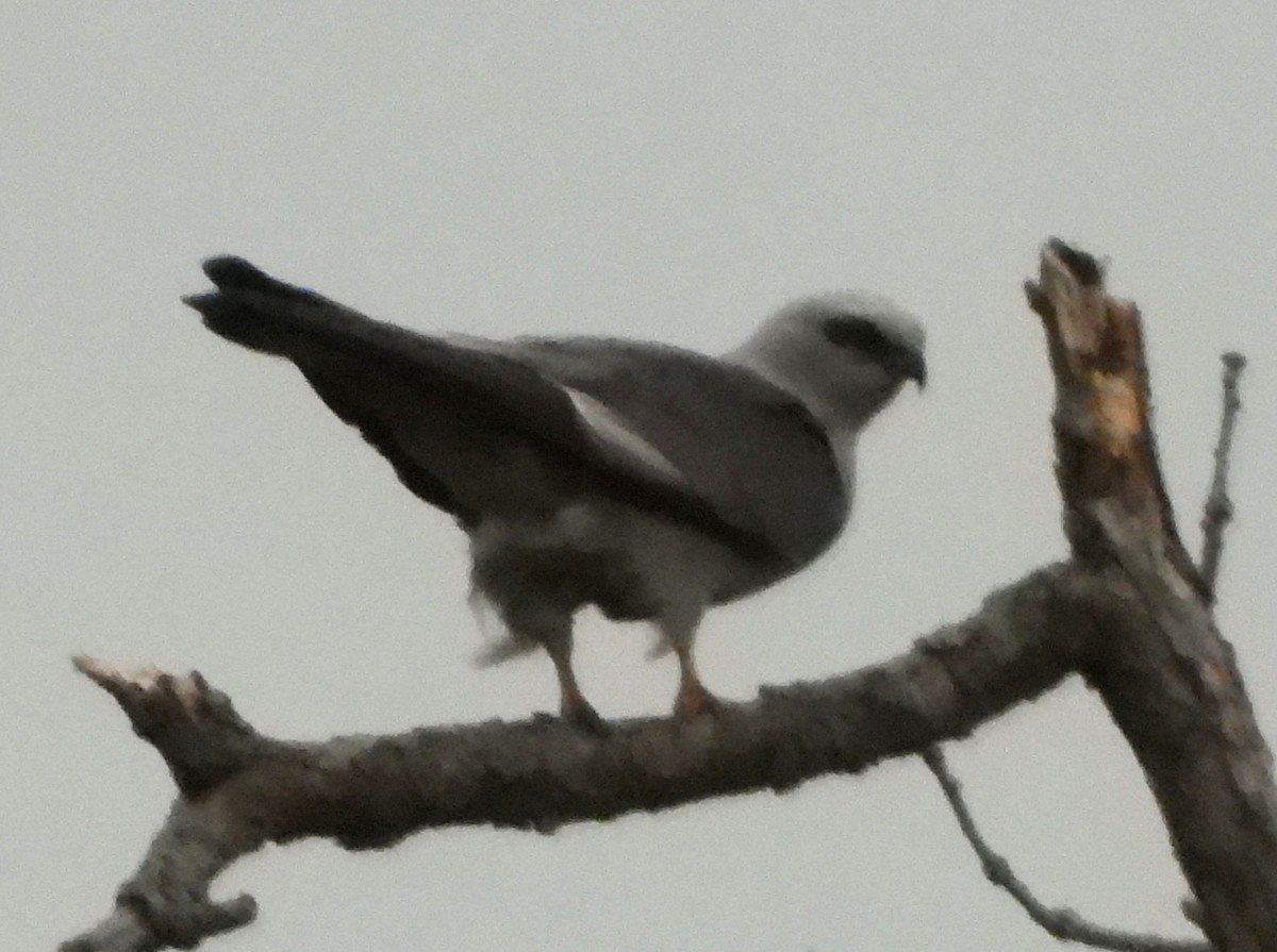 Mississippi Kite - Sarah Bissell