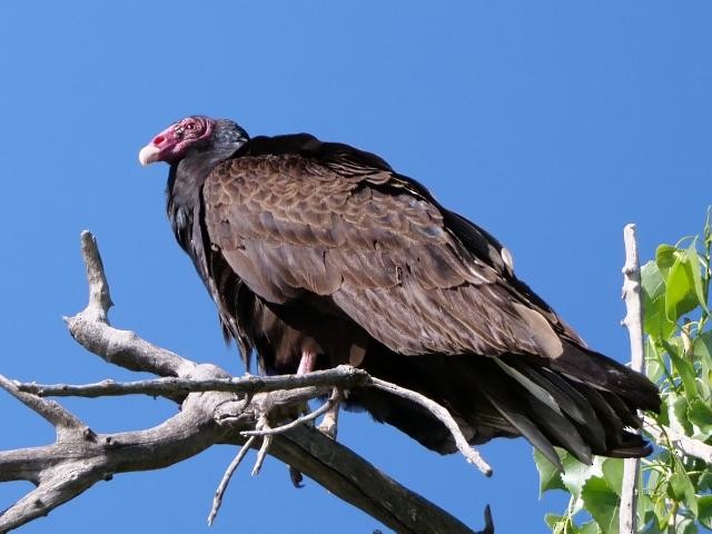 Turkey Vulture - Debbie Zelkowitz