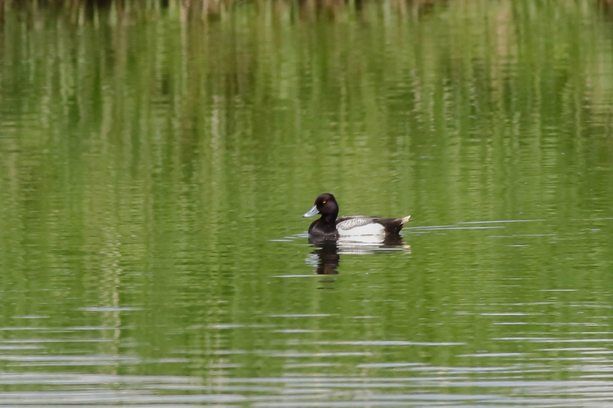 Lesser Scaup - François Rivet