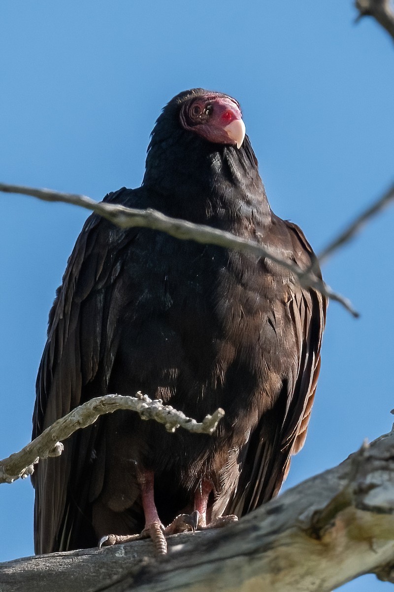 Turkey Vulture - Debbie Zelkowitz