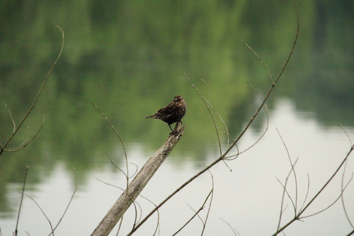 Red-winged Blackbird - James Trusky