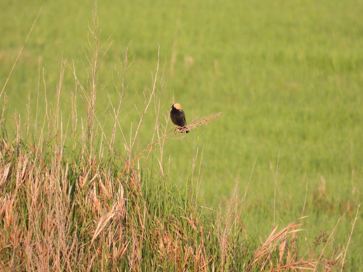 Bobolink - ML619420354