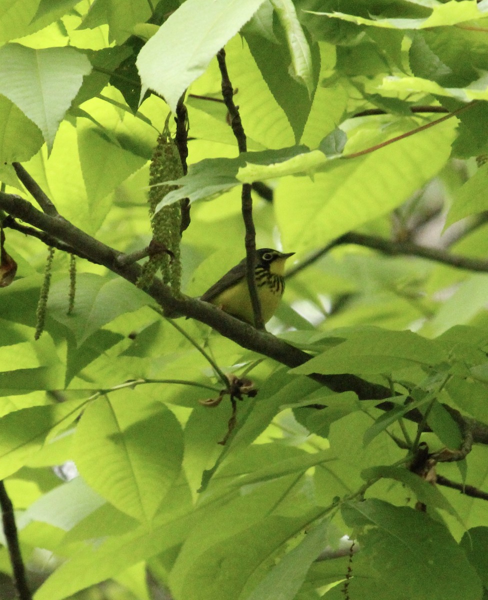 Canada Warbler - James Trusky