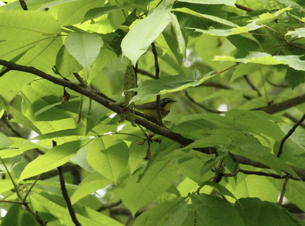 Canada Warbler - ML619420360