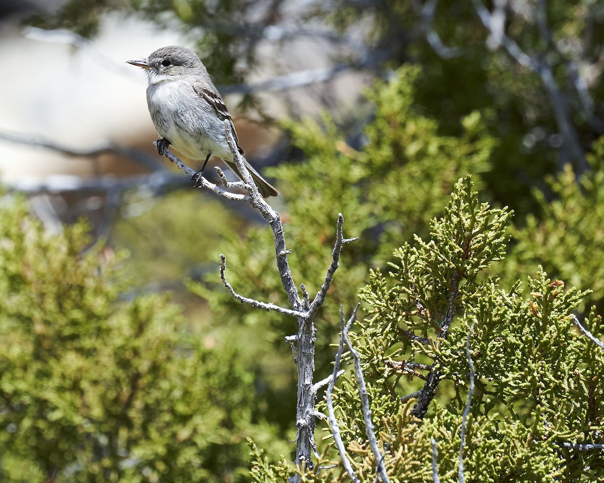 Gray Flycatcher - Ian van Coller