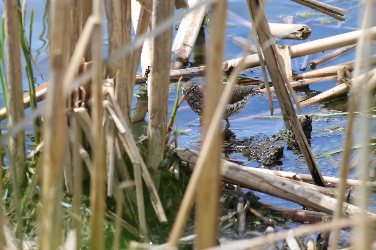 Spotted Sandpiper - François Rivet