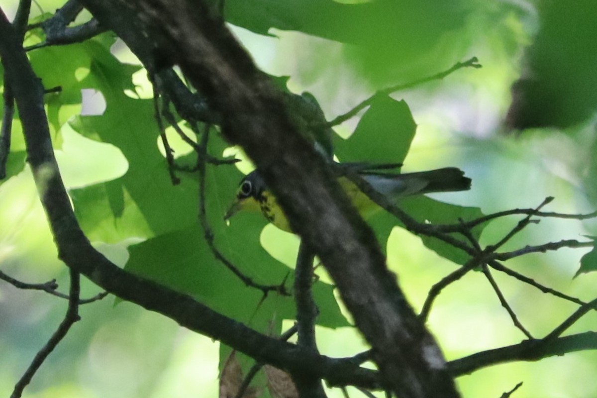 Canada Warbler - Dalen Simmons