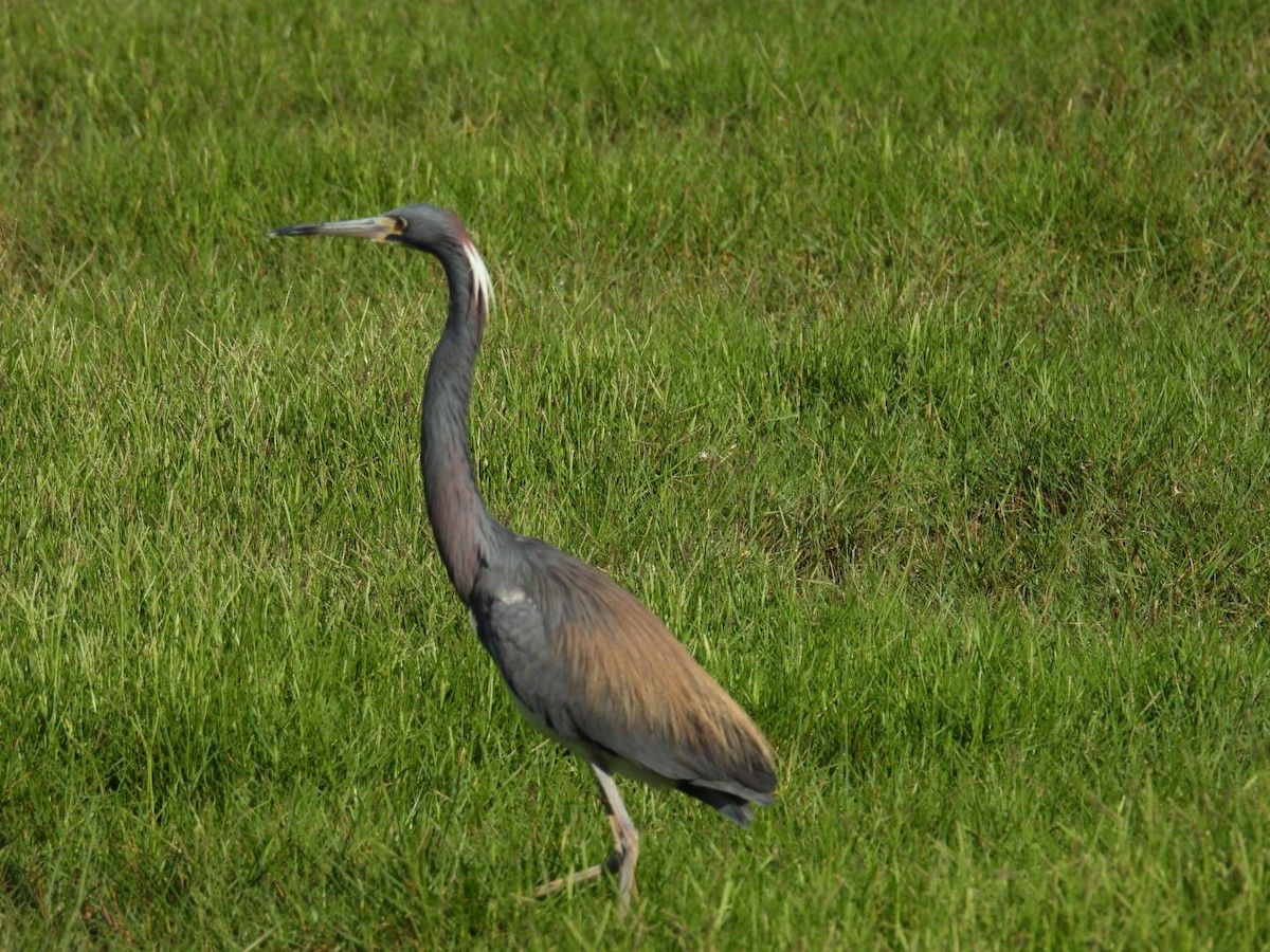 Tricolored Heron - Denise Rychlik