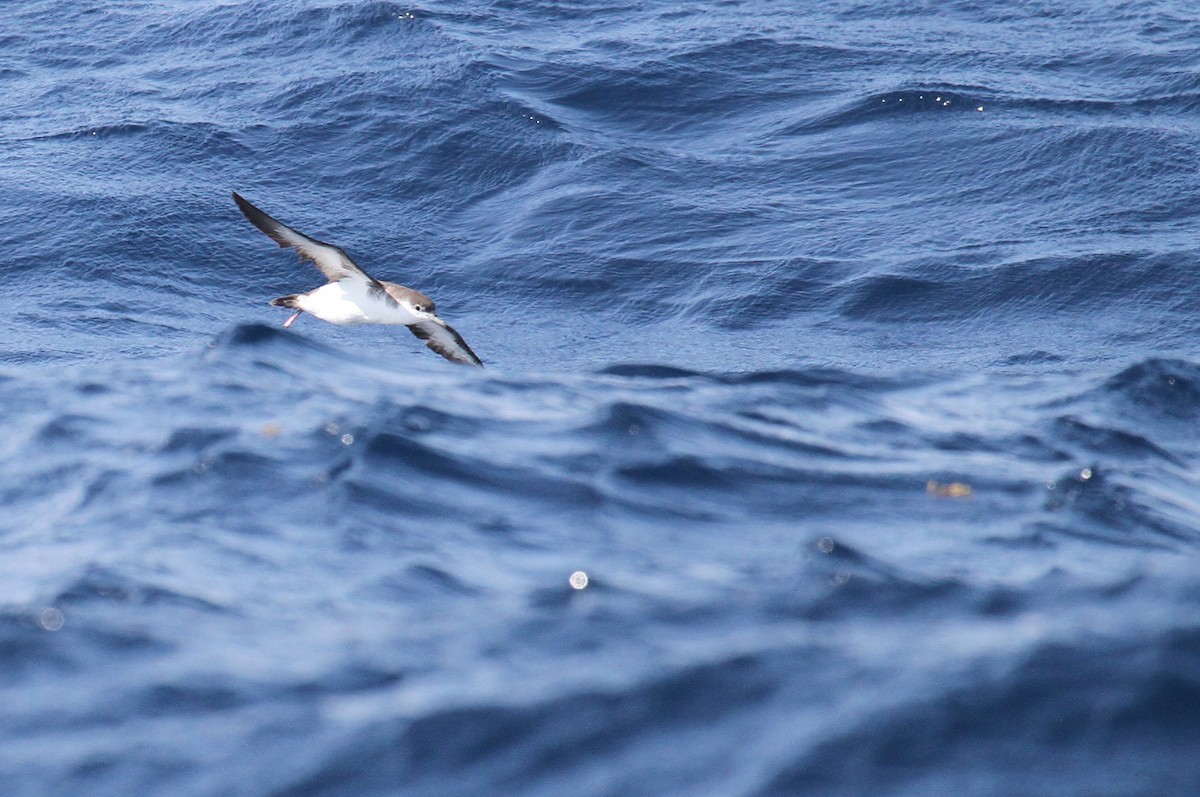 Audubon's Shearwater - naomi h